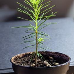 
Date: March 4 2021
Larch seedling, about 3.5 months old. Note the new branch emergin
