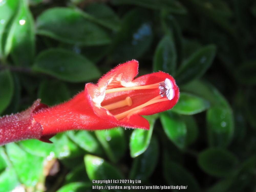 Photo of Lipstick Plant (Aeschynanthus radicans) uploaded by plantladylin