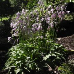 Location: St Louis
Date: 2015-06-20
A vigorously spreading miniature hosta with tall flower scapes. T