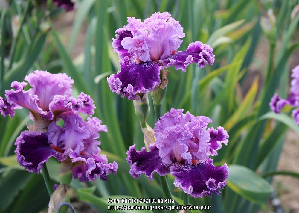 Photo of Tall Bearded Iris (Iris 'Flutterina') uploaded by Valery33