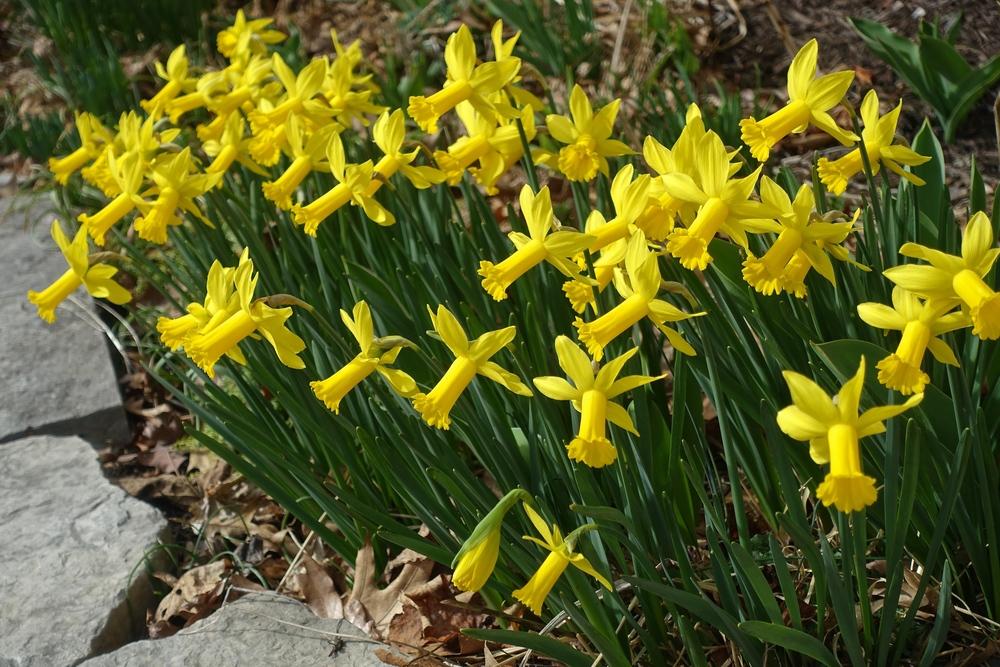 Photo of Cyclamineus Daffodil (Narcissus 'Tweety Bird') uploaded by mantisOH
