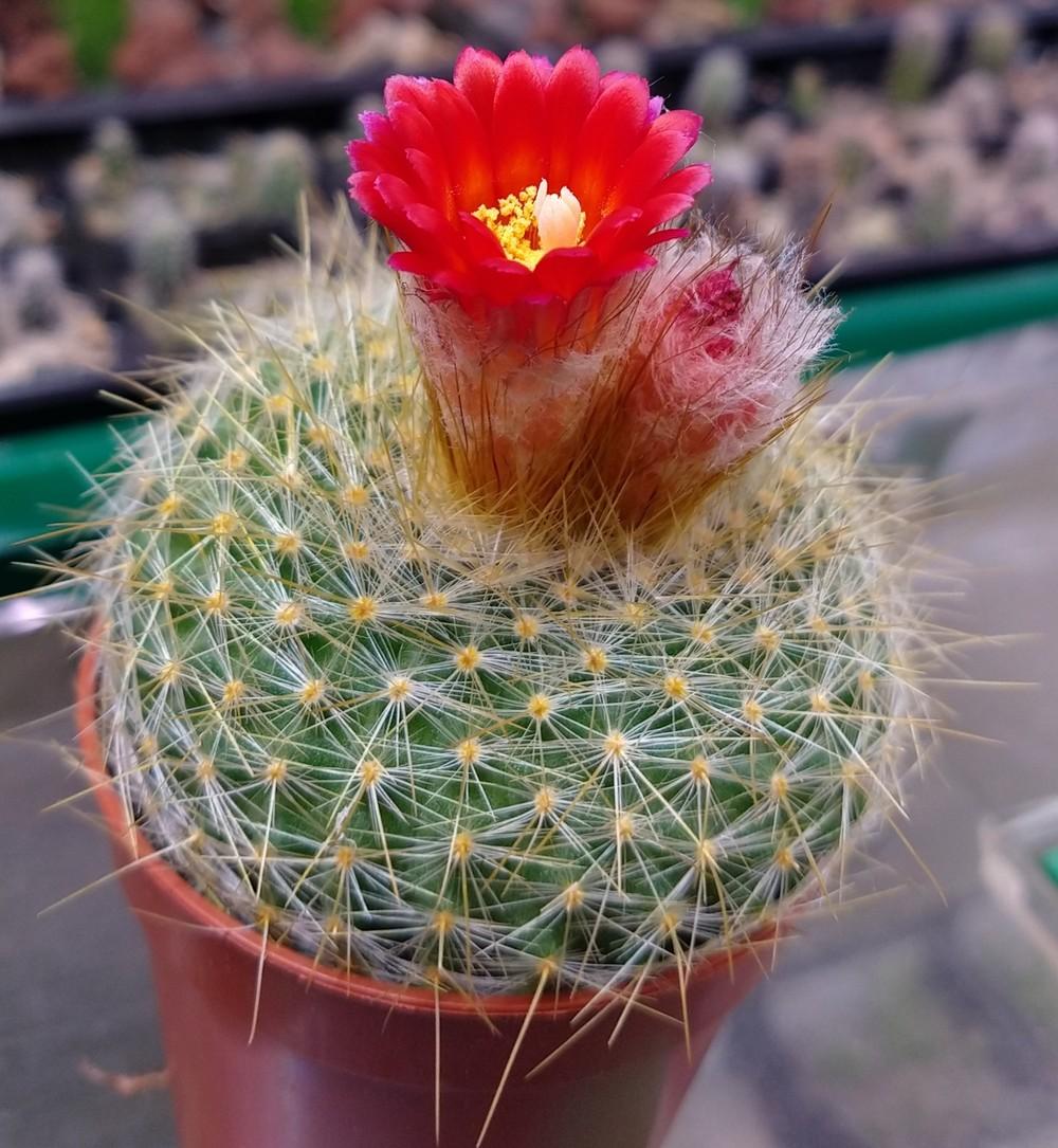 Photo of Parodia chrysacanthion 'Rubriflora' uploaded by Heart2Heart
