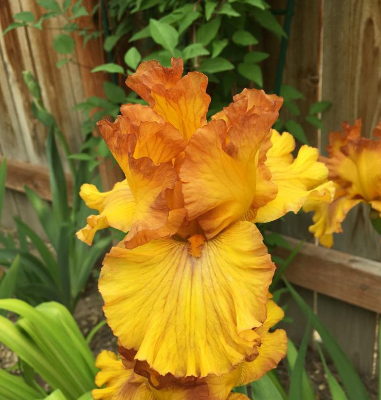 Photo of Tall Bearded Iris (Iris 'Spice Trader') uploaded by MaryDurtschi