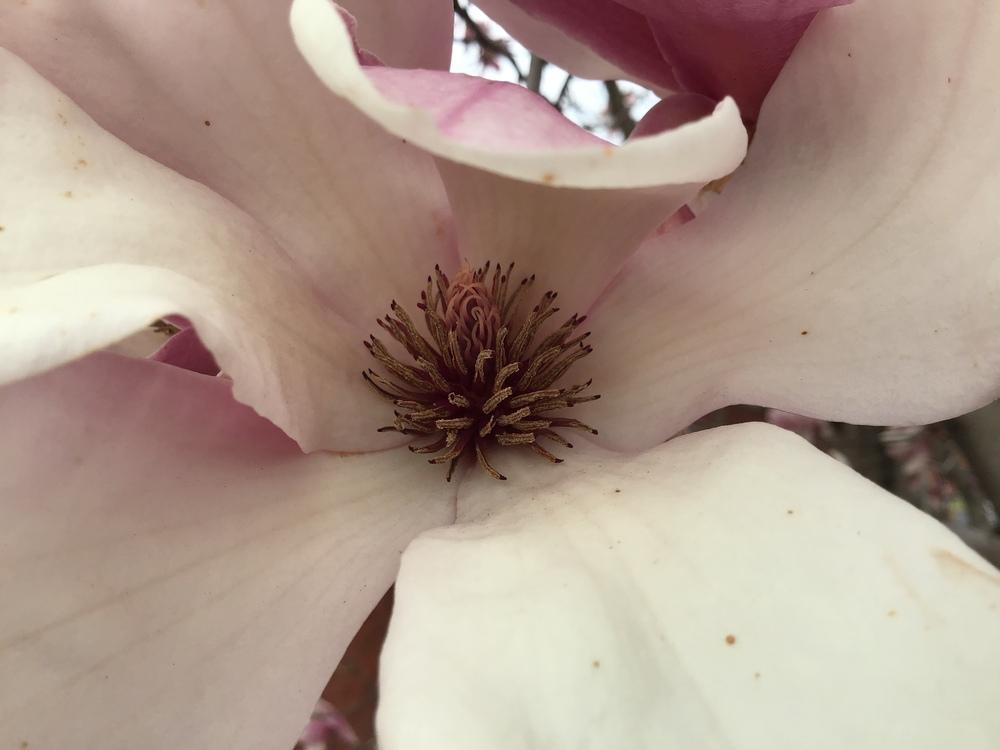 Photo of Saucer Magnolia (Magnolia x soulangeana) uploaded by gardenfish