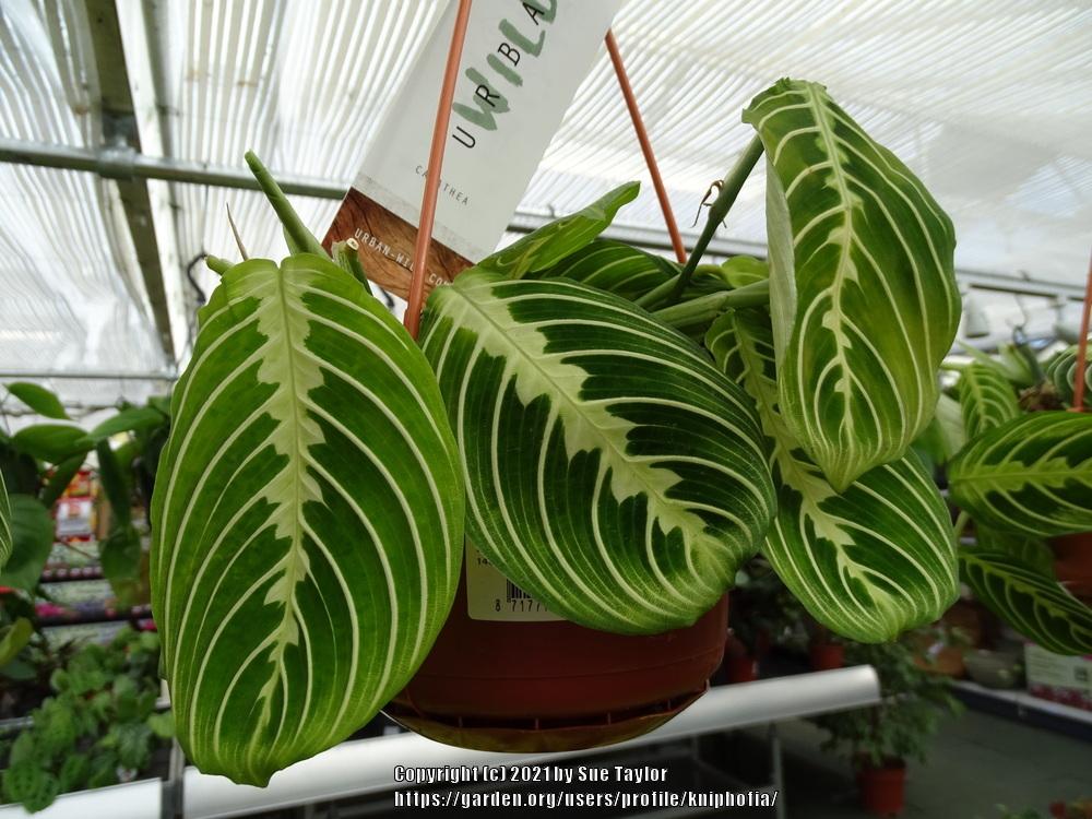 Photo of Prayer Plant (Maranta leuconeura 'Marisela') uploaded by kniphofia