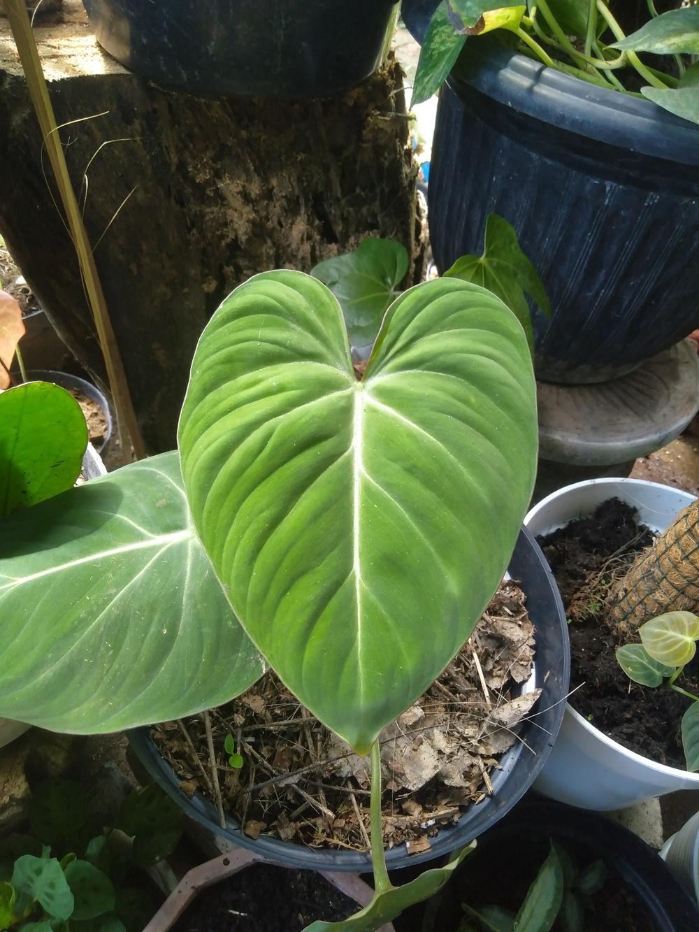 Photo of Philodendron (Philodendron gloriosum) uploaded by BayuAriefianto