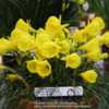 Narcissus bulbocodium subsp. obesus