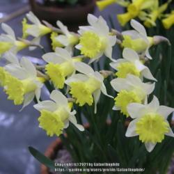 Location: Hexham Alpine Garden Society Show, Northumberland, England, UK
Date: 2006-03-18
Narcissus Little Beauty