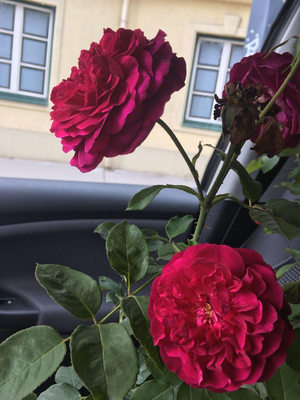 Photo of English Shrub Rose (Rosa 'Munstead Wood') uploaded by MargitVienna