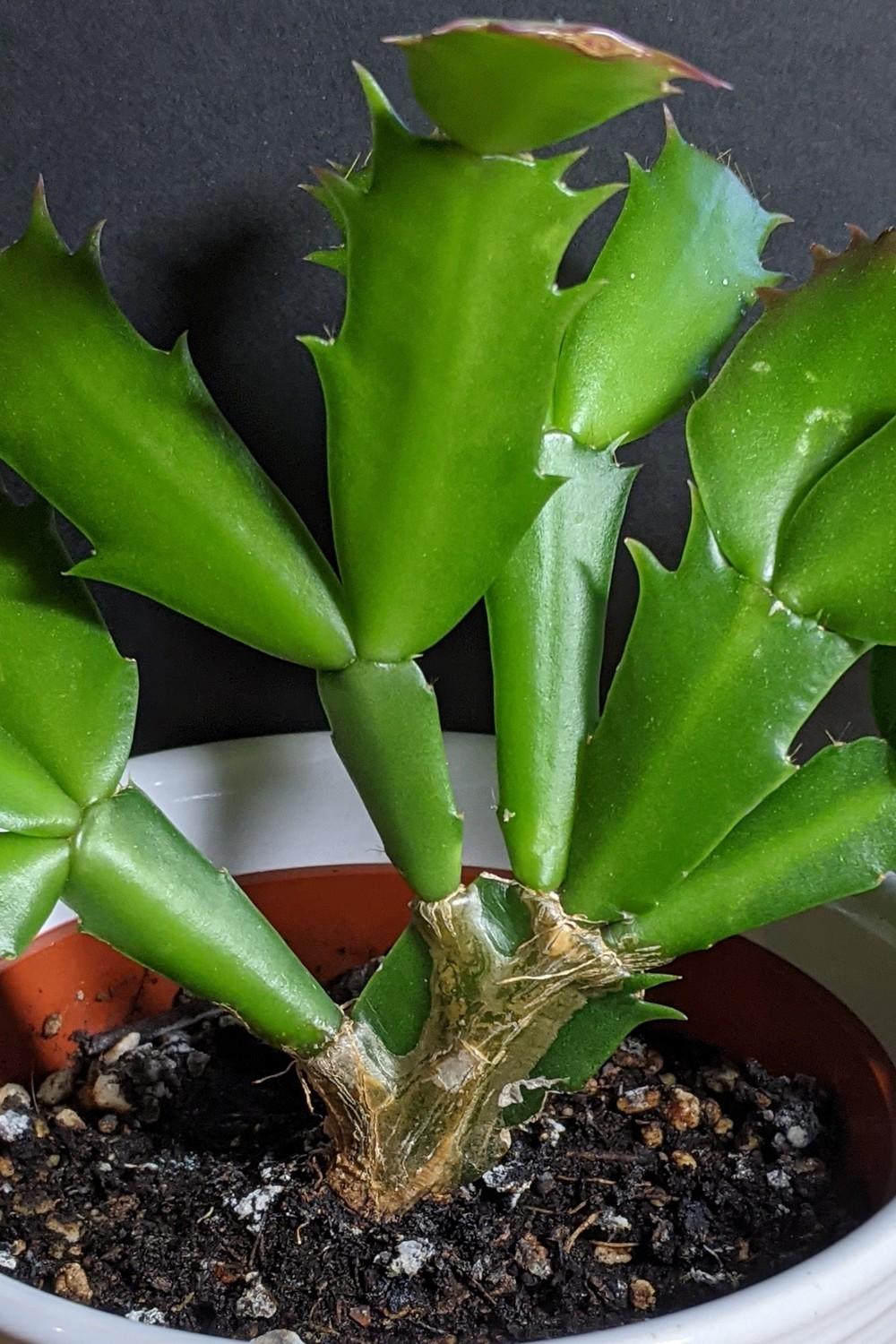 Photo of Christmas Cactus (Schlumbergera truncata) uploaded by ignova