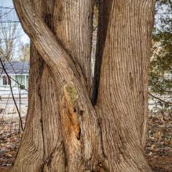 Location: Simcoe County, Ontario
Date: March 2021
Six-trunk specimen from a cedar grove in a public park