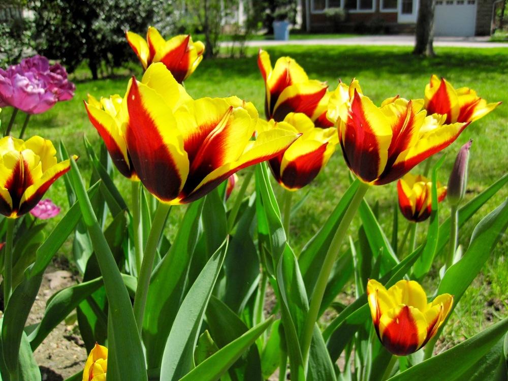 Photo of Triumph Tulip (Tulipa 'Gavota') uploaded by psudan