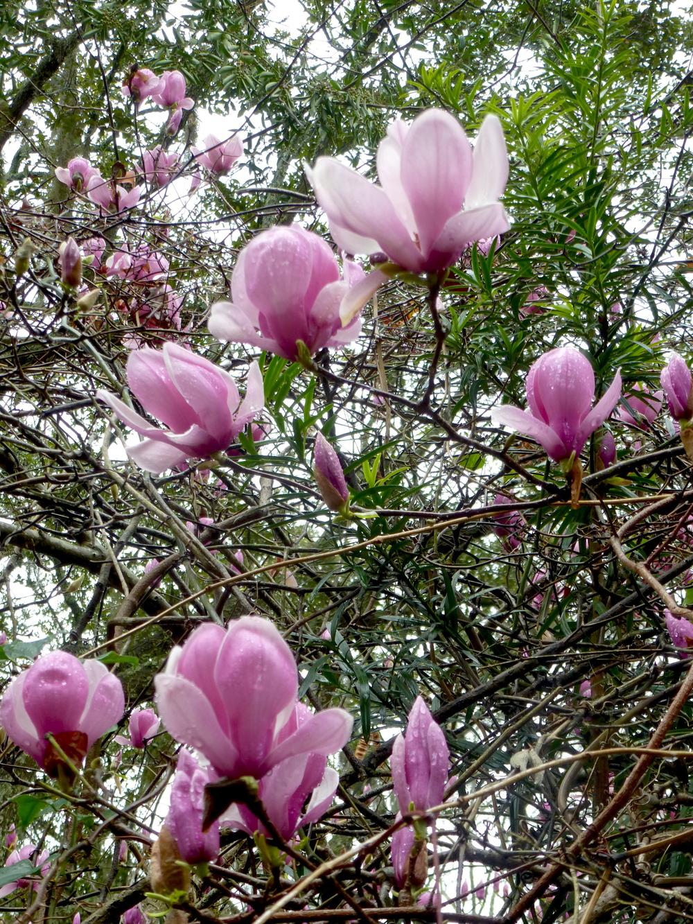 Photo of Saucer Magnolia (Magnolia x soulangeana) uploaded by scvirginia