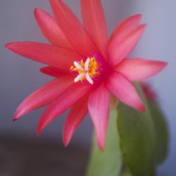 Location: Pennsylvania
Date: 2021-03-13
Easter cactus blooming in March