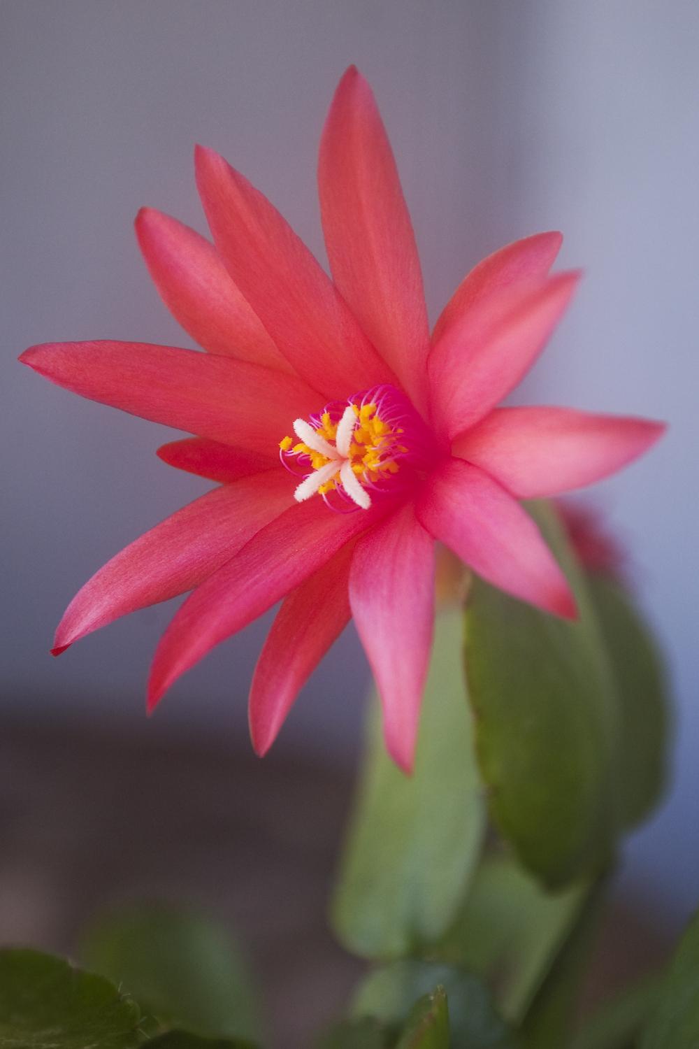 Photo of Easter Cactus (Hatiora) uploaded by AudreyDee