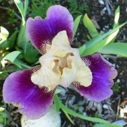 Location: Nora's Garden - Castlegar, B.C.
Date: 2019-05-26
- An unusual and beautiful Border Bearded Iris.