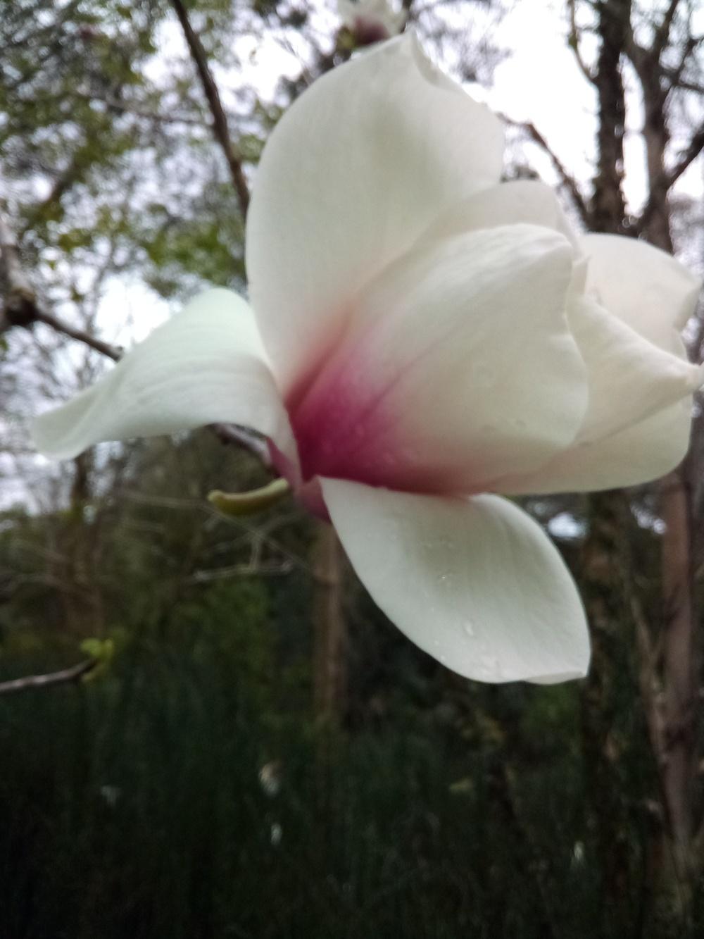 Photo of Saucer Magnolia (Magnolia x soulangeana) uploaded by carlissa904