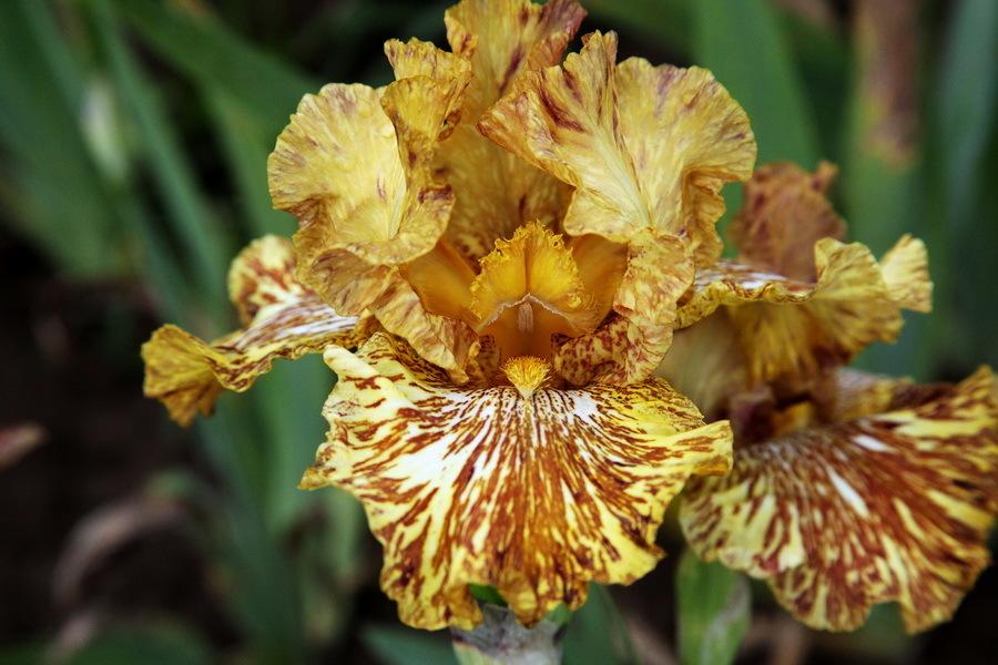 Photo of Tall Bearded Iris (Iris 'Tiger Honey') uploaded by dimson67
