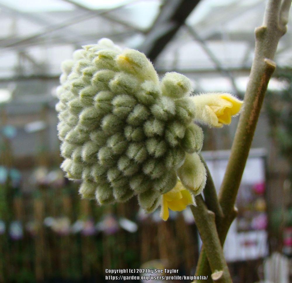 Photo of Oriental Paperbush (Edgeworthia chrysantha) uploaded by kniphofia