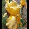 The giant bloom of the Golden Russet iris