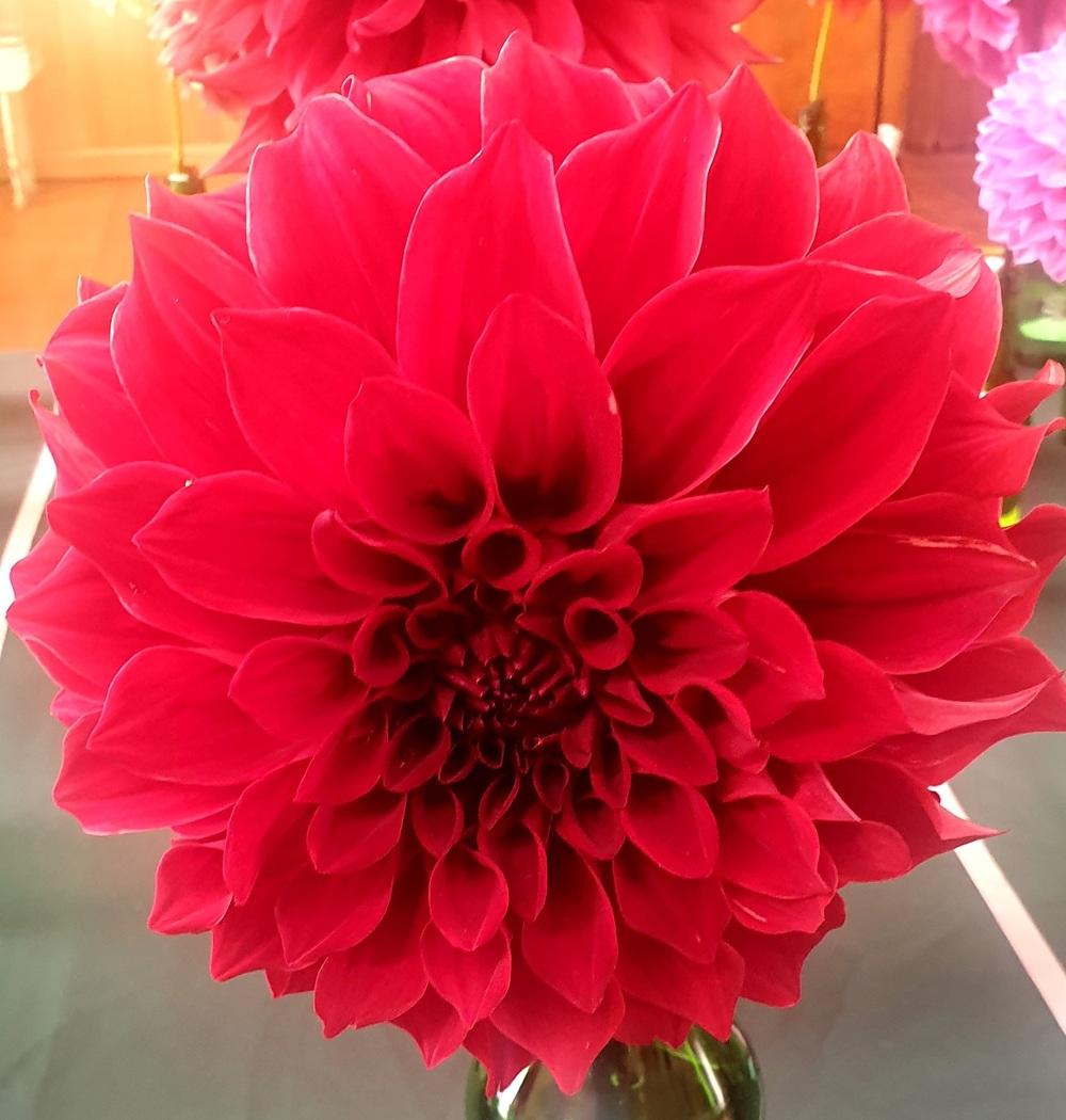 Photo of Dahlia 'Red Tiger' uploaded by gwhizz
