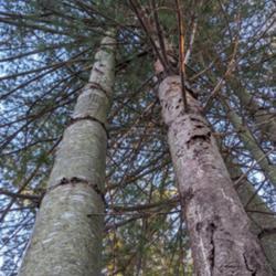 Location: Simcoe County, Ontario
Date: March 20, 2021
Twin-trunk specimen in a wooded area. The trunk on the right has 