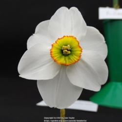 Location: Harrogate Flower Show UK
Date: 2019-04-27