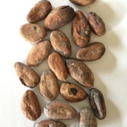 Location: South Jordan, Utah, United States
Date: 2021-03-21
Some leftover "beans" I found in old jute cacao bags being used a