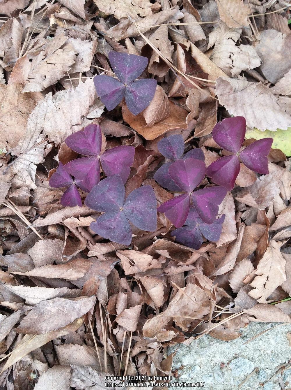 Photo of False Shamrock (Oxalis triangularis subsp. papilionaceae 'Atropurpurea') uploaded by Hamwild