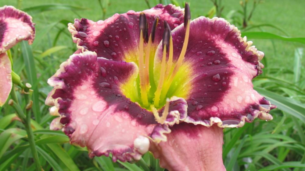 Photo of Daylily (Hemerocallis 'God Save the Queen') uploaded by bluegrassmom