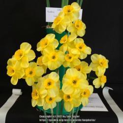 Location: RHS Harlow Carr, Yorkshire, UK
Date: 2018-05-05
Daffodil Show