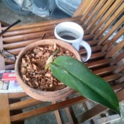 Location: Denpasar Bali Indonesia.
Date: 2021-03-24
Juvenile stage of Maxicanum Leaf.