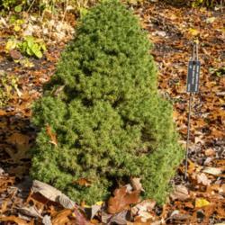 Location: Hidden Lake Gardens, Michigan
Date: 2020-10-23
This specimen was planted 11 years ago (photo taken in 2020), and