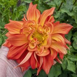 Location: Dahlia Hill, Midland, Michigan
Date: 2019-08-15
A bloom that really exemplifies 'flame blend' colors.  The contor