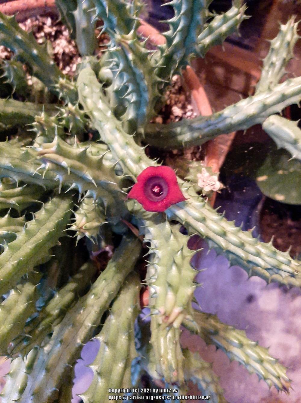 Photo of Huernia (Ceropegia 'Red Dragon Flower') uploaded by hlutzow