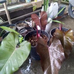 Location: Denpasar Bali Indonesia.
Date: 2021-03-24
Lovely Burgundy Hearth Shape Young Leaves...