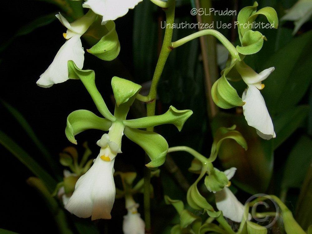 Photo of Orchid (Encyclia cordigera) uploaded by DaylilySLP