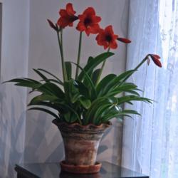 
Date: 2021-03-23
Miniature Amaryllis 18" tall, 4.5" bloom