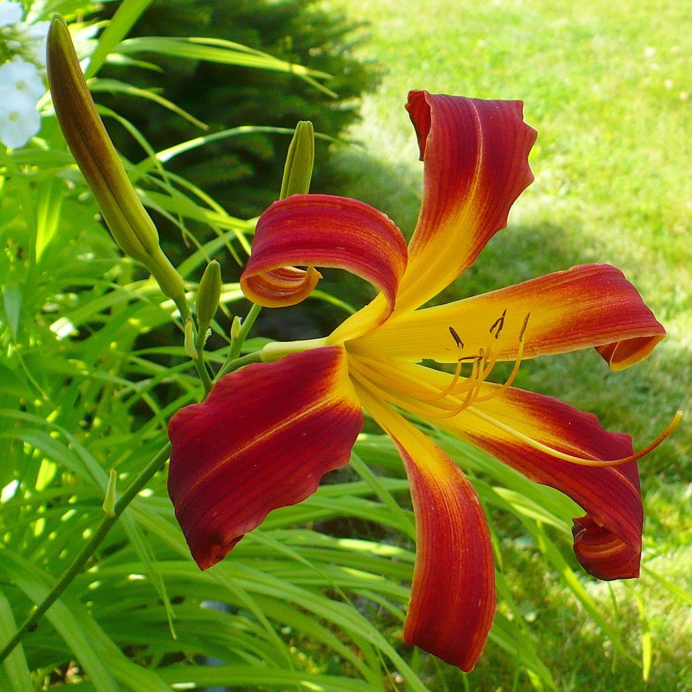 Photo of Daylily (Hemerocallis 'Red Ribbons') uploaded by HemNorth