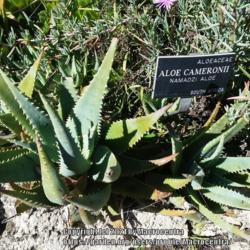 Location: California, United States
Date: 2020-11-27
A group of plants growing in the San Francisco Botanical Garden.