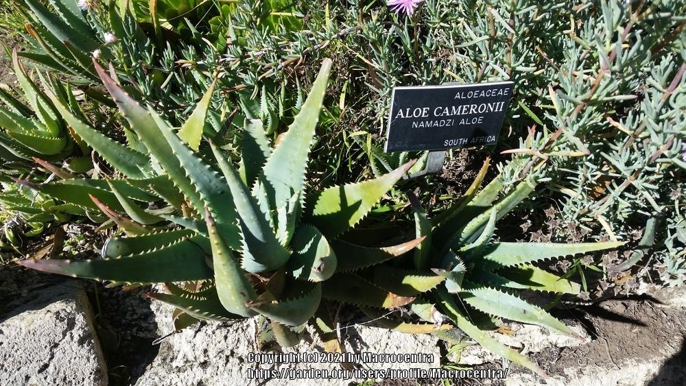 Photo of Cameron's Ruwari Aloe (Aloe cameronii) uploaded by Macrocentra