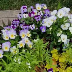 Location: Ann Arbor, Michigan
Date: 2020-06-27
Violas still going strong at the end of June