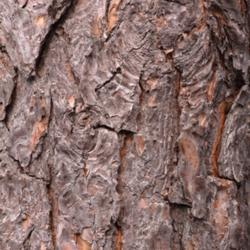 
Date: March 2021
Mature bark on a wild tree, showing branch scars
