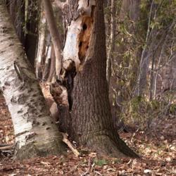 Location: Simcoe County, Ontario
Date: March 2021
Paper birch growing from a dead 'nurse tree' (white pine, Pinus S