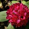Rhododendron 'Tony' - nearly spherical bloom clusters of cherry r