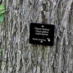 Location: Nichols Arboretum, Ann Arbor
Date: 2012-05-08
Showing the rough, corrugated bark of a mature specimen.  The lab