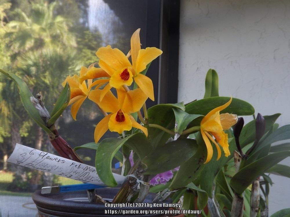 Photo of Orchid (Cattlianthe Gold Digger 'Fuch's Mandarin') uploaded by drdawg