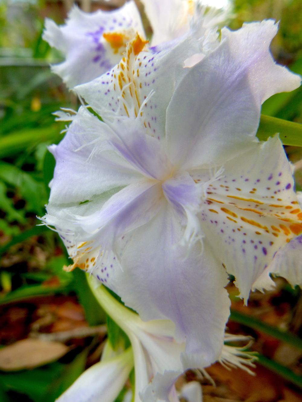 Photo of Species Iris (Iris japonica) uploaded by scvirginia