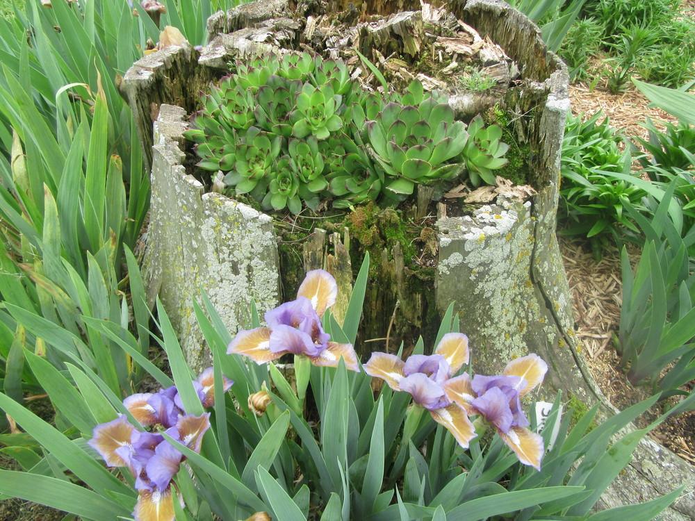 Photo of Standard Dwarf Bearded Iris (Iris 'Narnia') uploaded by tveguy3