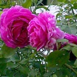 Location: Riverview, Robson, B.C.
Date: 1997-06-28
- A fragrant beauty.